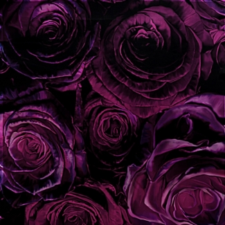 Esarfa matase Crazy Velvet Roses Incredible purple